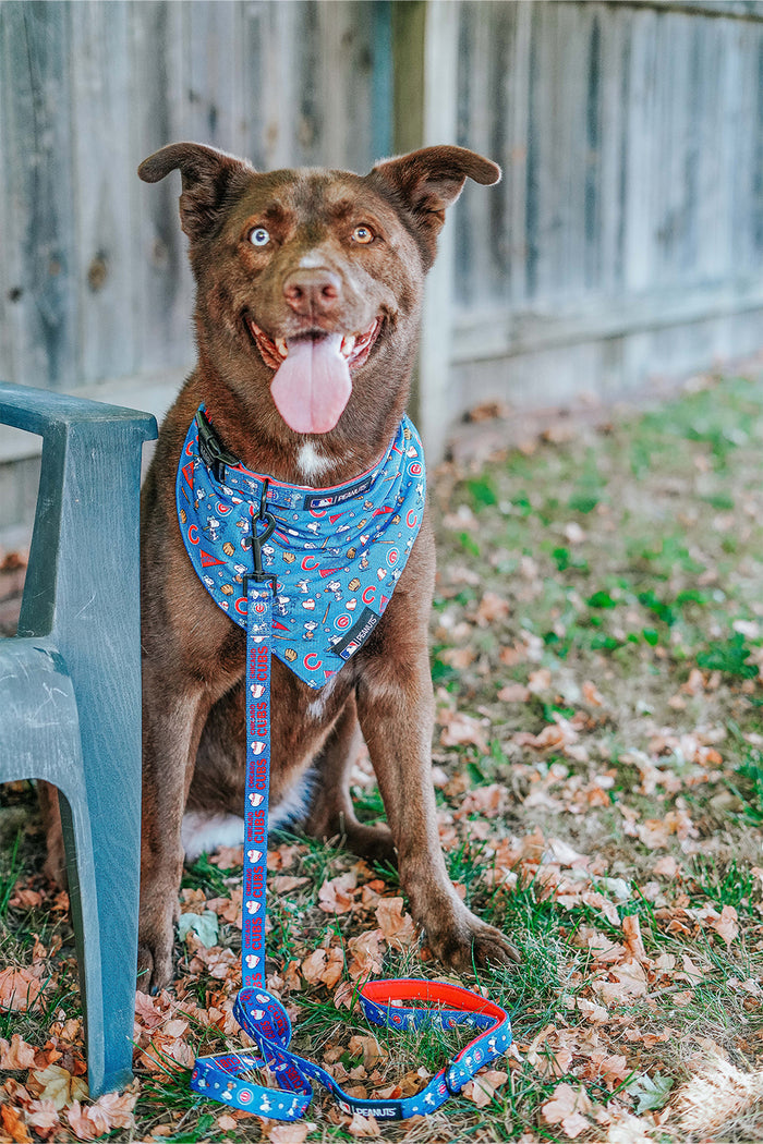 A brown dog with light eyes sits on grass wearing a Sassy Woof Dog Bandana - MLB™ x Peanuts™ Chicago Cubs™, matching leash, mouth open, and tongue out beside a gray chair, in front of a wooden fence.