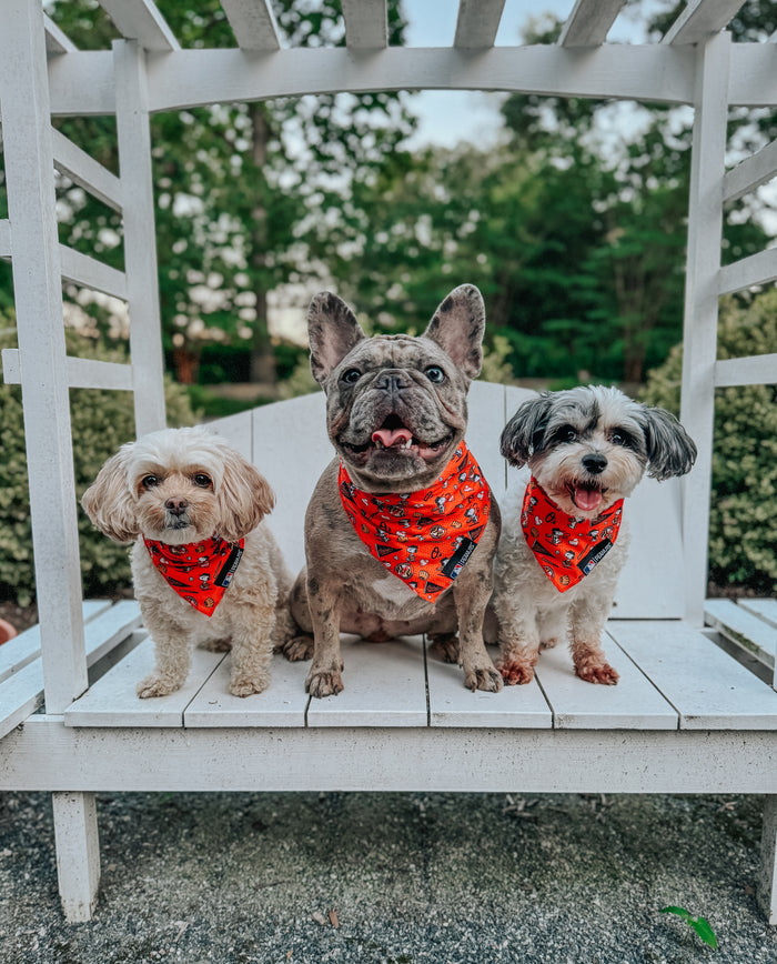 Three small dogs sit side by side outdoors on a white bench, each wearing the Sassy Woof Dog Bandana - MLB™ x Peanuts™ Baltimore Orioles™, with green trees and bushes in the sunny background for a cheerful vibe.