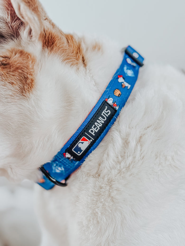 A close-up of a white dog with light brown patches wearing the Sassy Woof Dog Collar - MLB™ x Peanuts™ Toronto Blue Jays™, which features the Peanuts Snoopy, baseballs, and official logos.