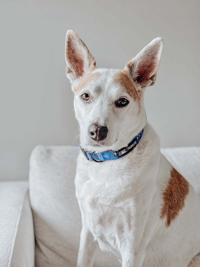 A white dog with brown patches and large upright ears sits on a light-colored couch, wearing the Sassy Woof Dog Collar - MLB™ x Peanuts™ Toronto Blue Jays™. The background is plain and softly lit.