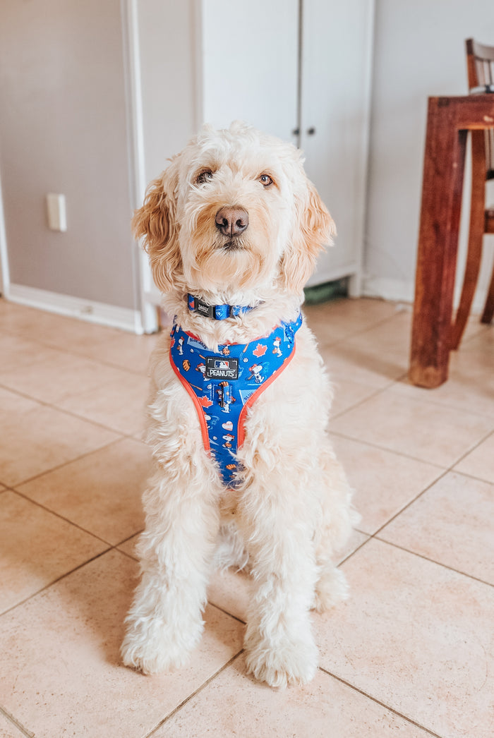 A fluffy, light-colored dog sits on a tiled floor indoors near a white cabinet and wooden table, wearing the Sassy Woof Dog Adjustable Harness - MLB™ x Peanuts™ Toronto Blue Jays™.
