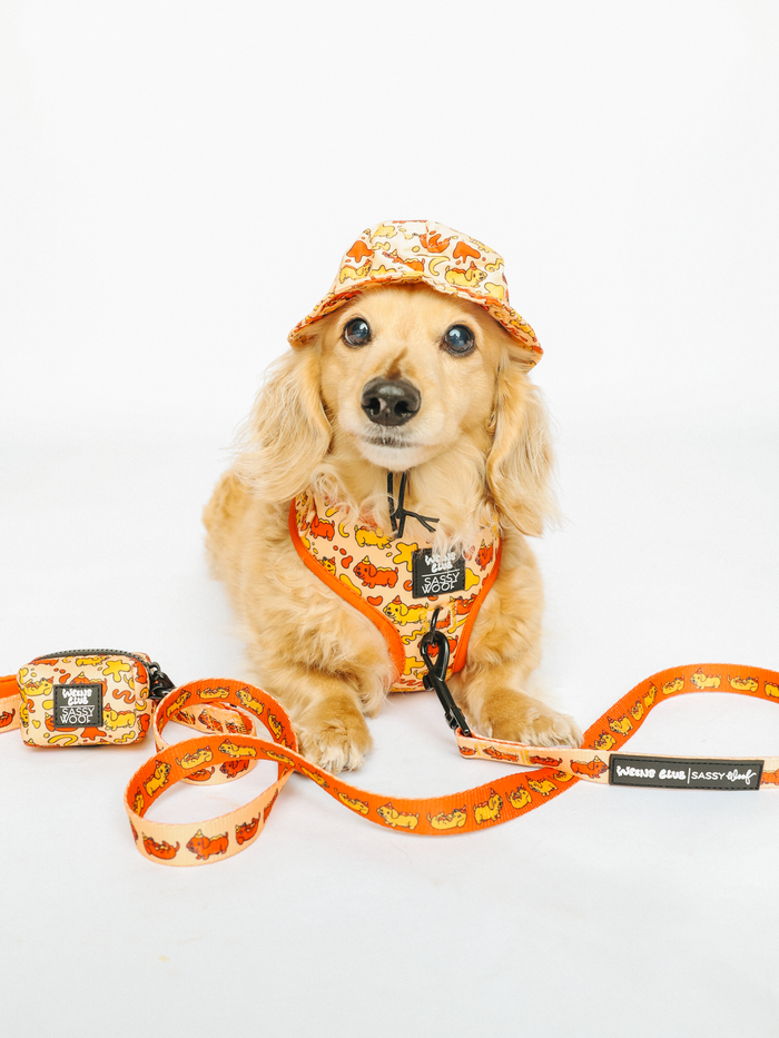 A light brown dachshund wears a matching orange hat, harness, and leash from the Sassy Woof Weenie Dog collection with a cartoon dog pattern. In front is the Sassy Woof Dog Waste Bag Holder - Hot Dawg and additional dachshund accessories on a white background.